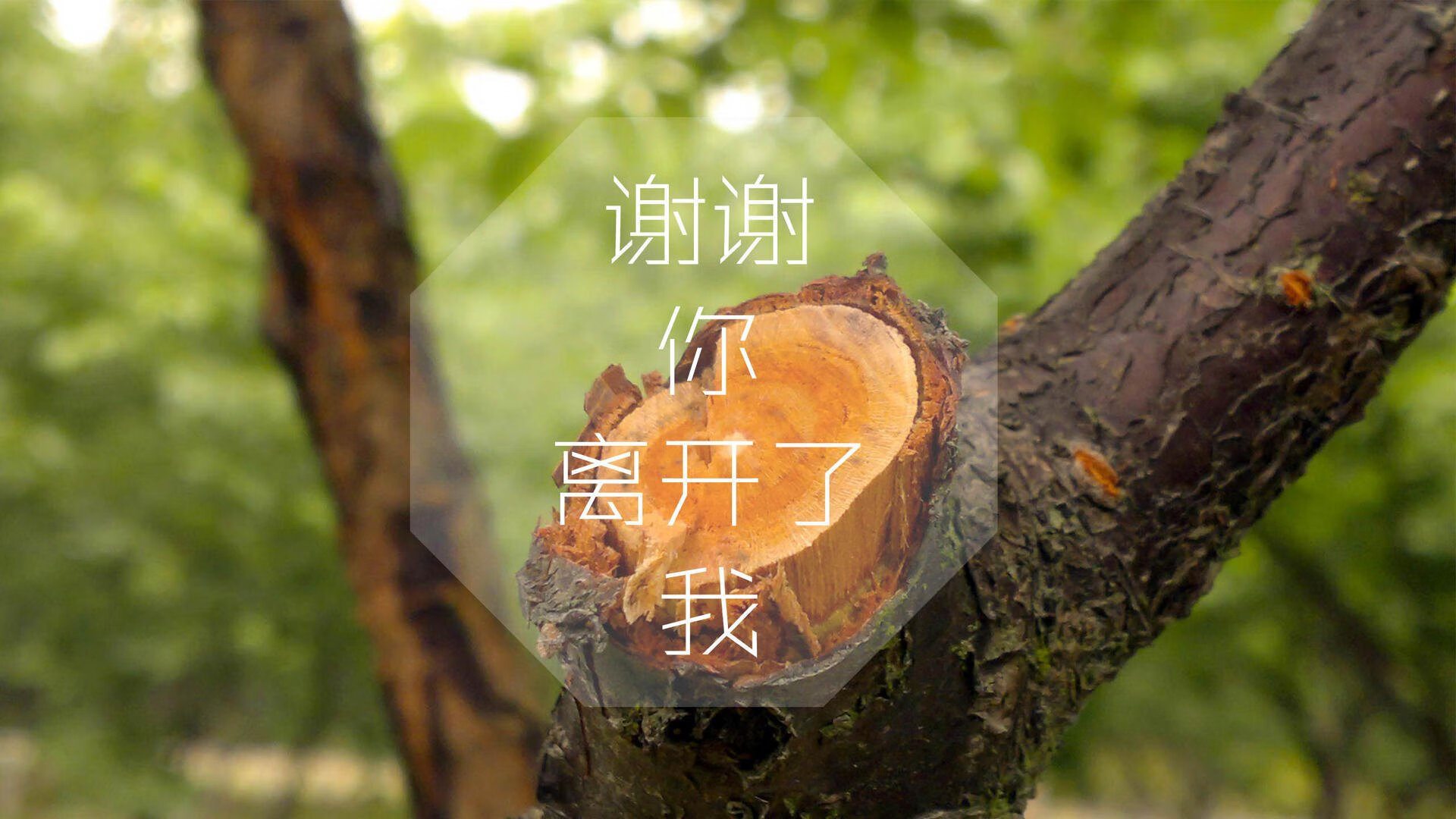 排球超级联赛女队外援表现抢眼，引热议，排球队女神