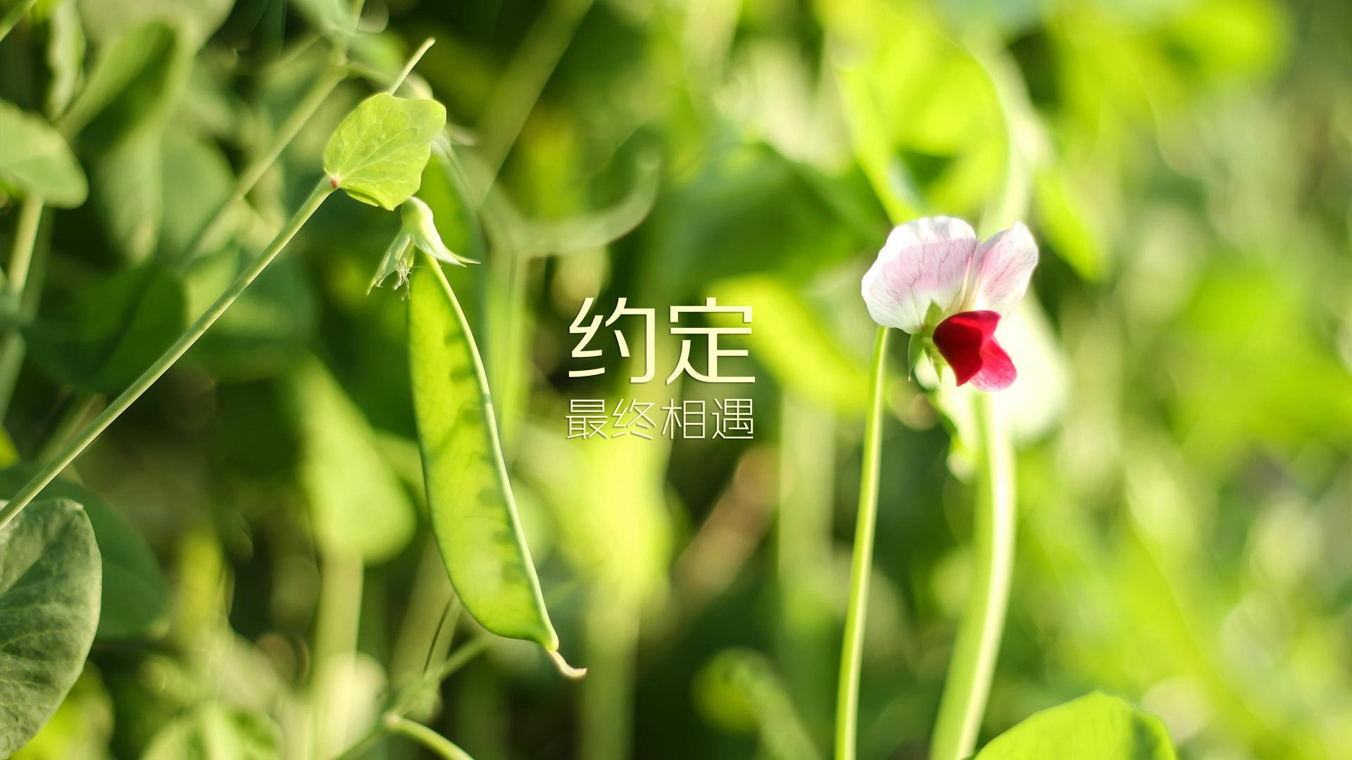 佩纳罗尔中场组织能力提升，佩纳罗尔对帕拉尼恩斯