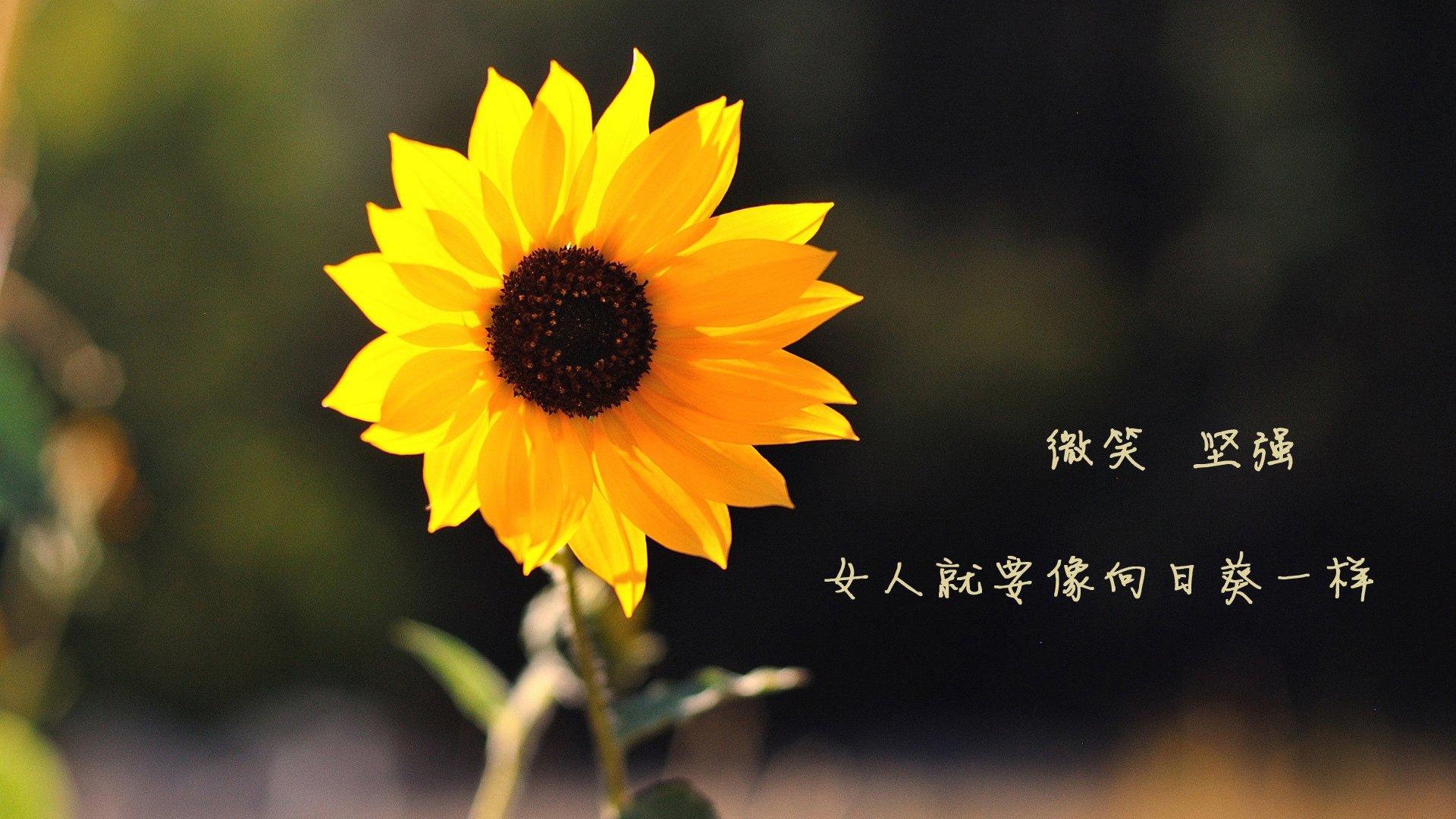 比利亚雷亚尔豪取连胜，稳固欧战资格，比利亚雷亚尔强吗