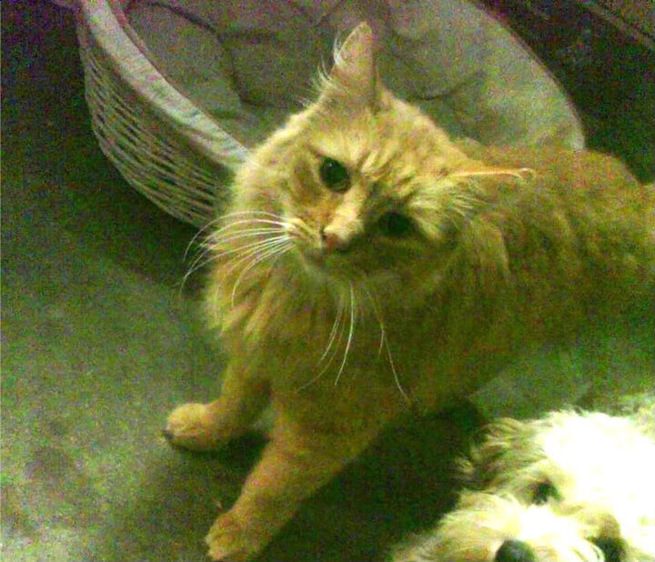 NBA球员赛季数据深度分析,nba球员摸高数据排名