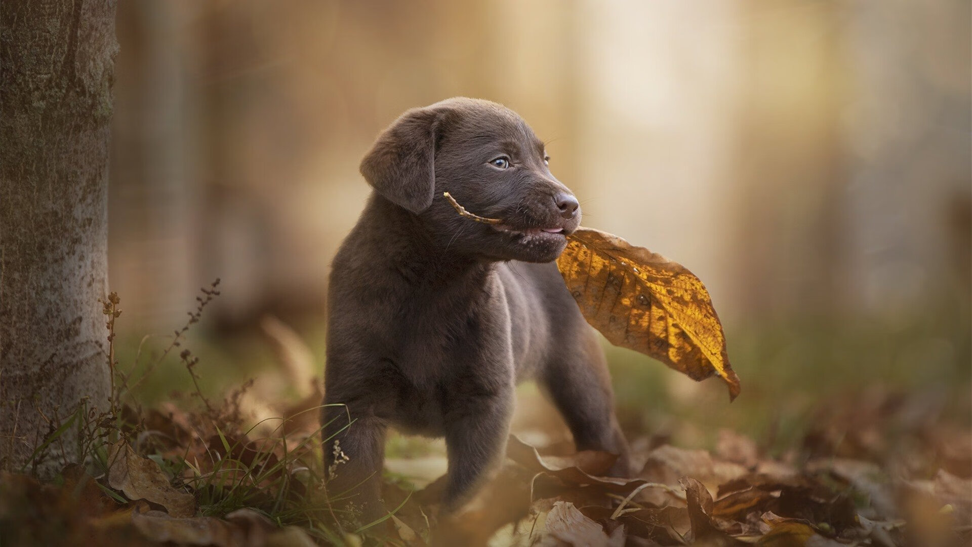 德甲球队采用脑电反馈技术提升比赛专注力，脑电反馈对专注力有用吗