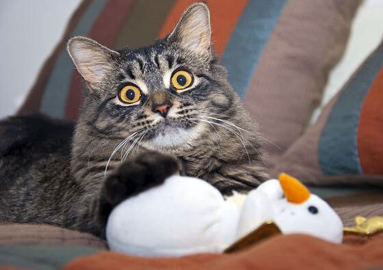 -中小学体育教师培训机制逐步完善，中小学体育教师培训机制逐步完善的原因