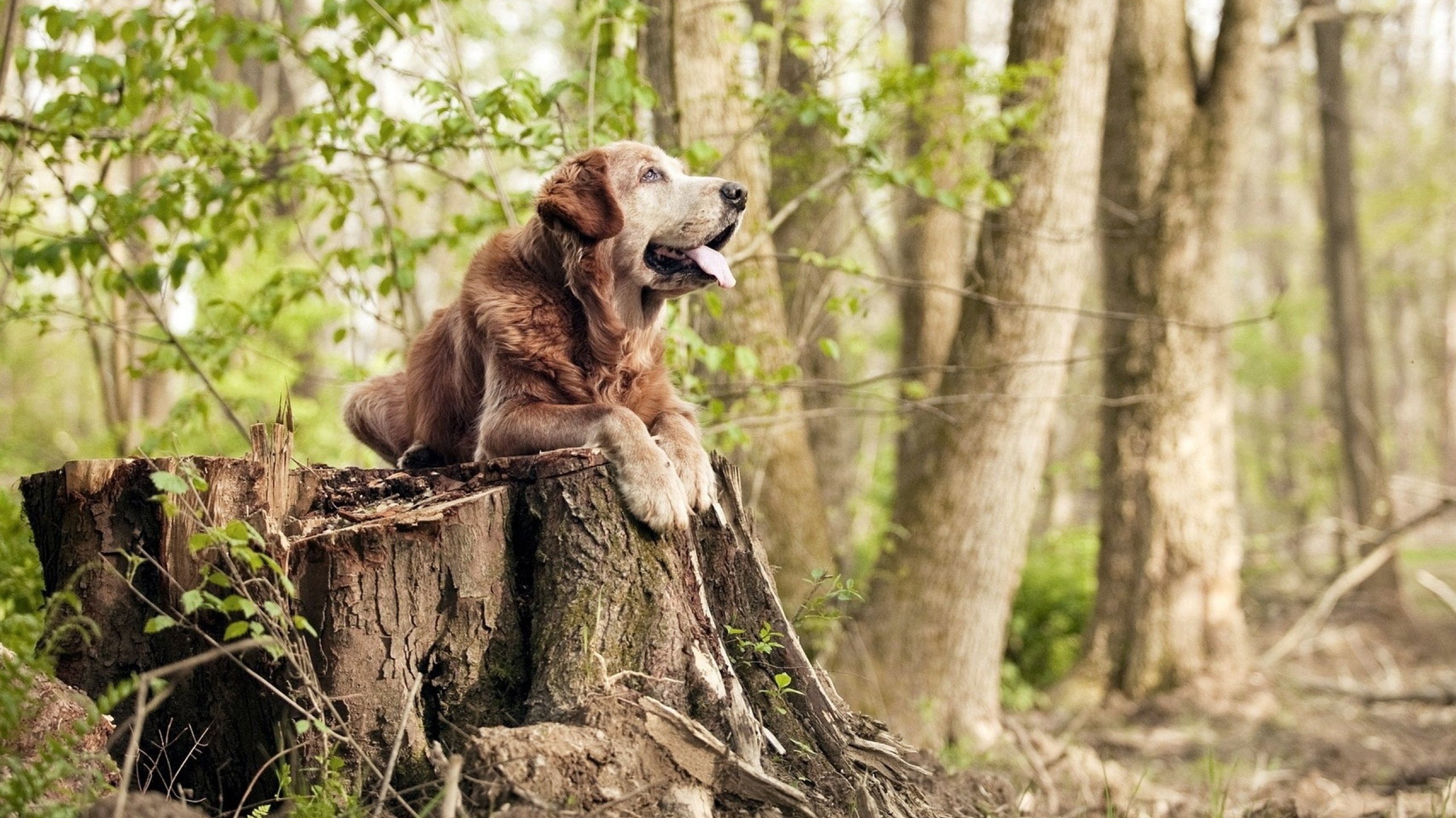 国家队集训计划与俱乐部赛程冲突频发,国家队集训队