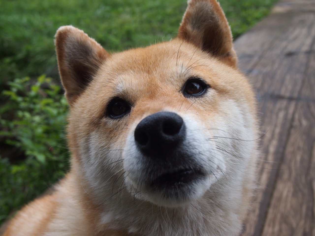 职业联赛替补球员上场机制不合理,替补球员进场怎么处罚