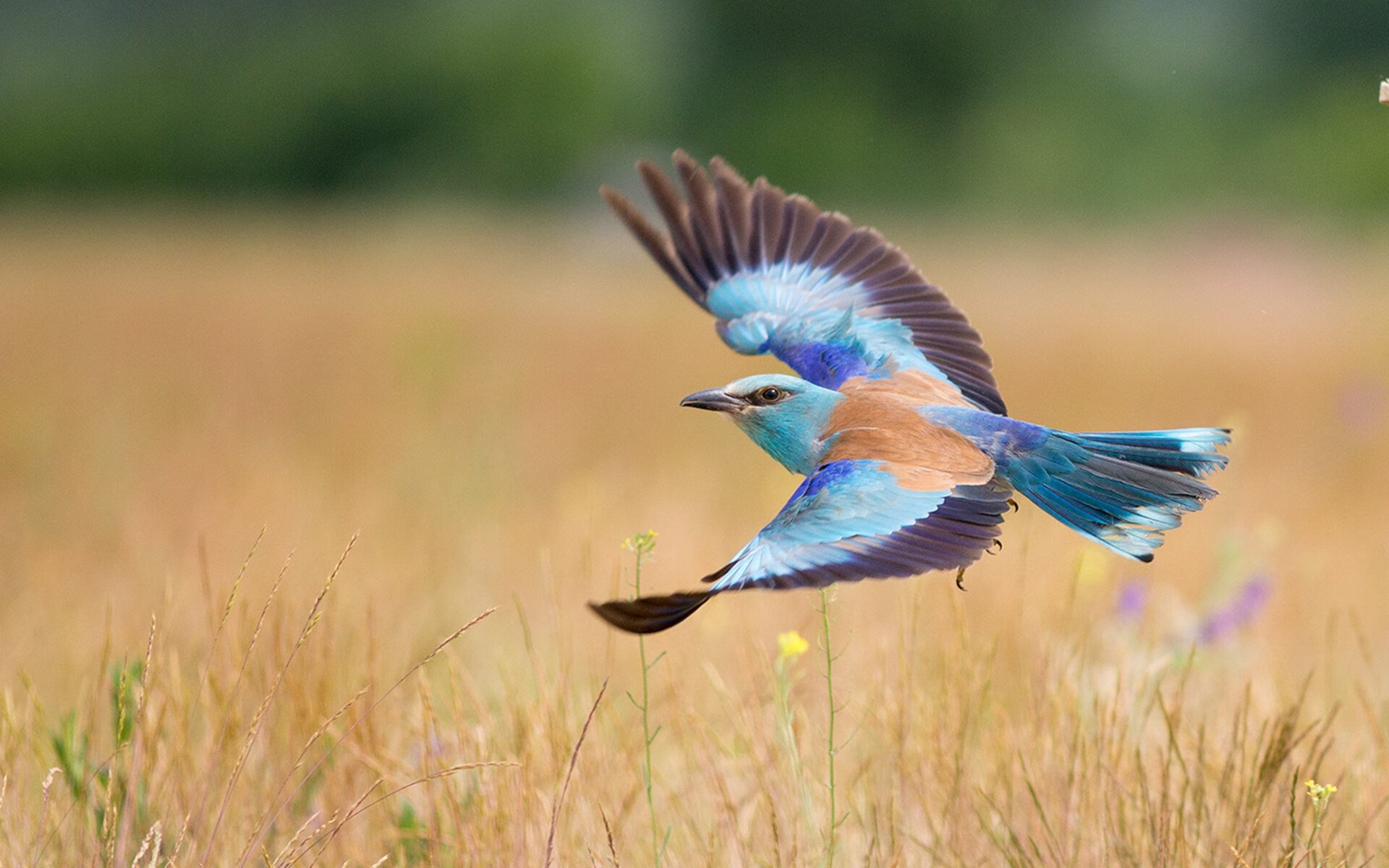 配速–划频交叉点揭示技术差异根本，划频和划距对游进速度有什么关系