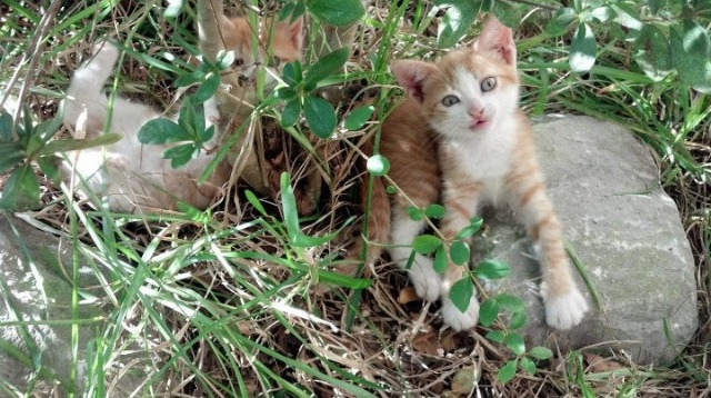 -凯尔特人小前锋在训练中完成高难度突破，凯尔特人小后卫
