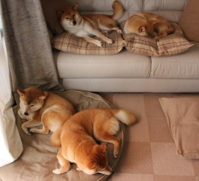 喀麦隆男篮在非洲锦标赛中再次夺冠，体育实力不断攀升，喀麦隆男篮进奥运会了吗