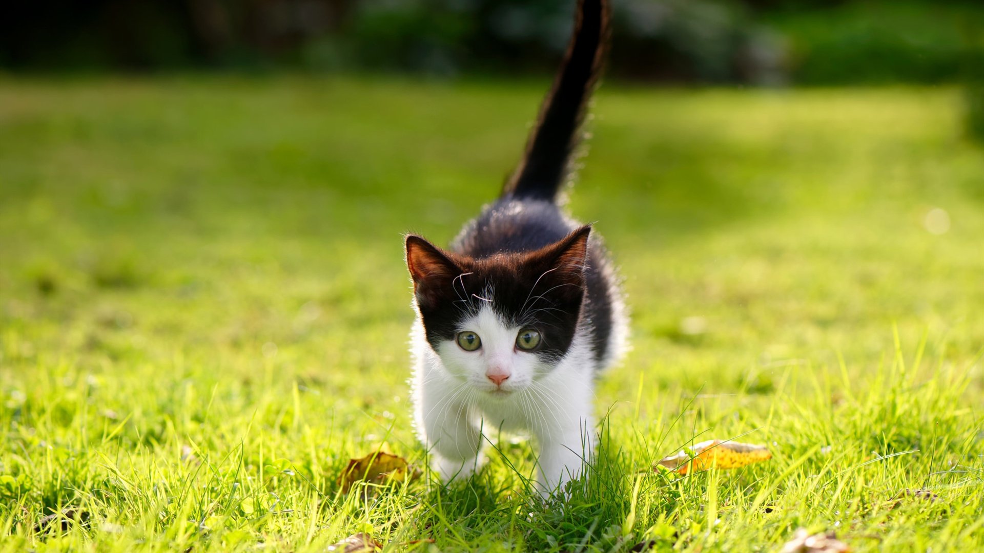 塞内加尔男篮在非洲大奖赛中夺冠，展现非洲篮球的崛起，塞内加尔足球队非洲排名