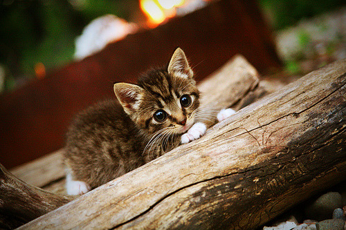 法国国家队新一代核心逐渐成型，冲击欧洲杯