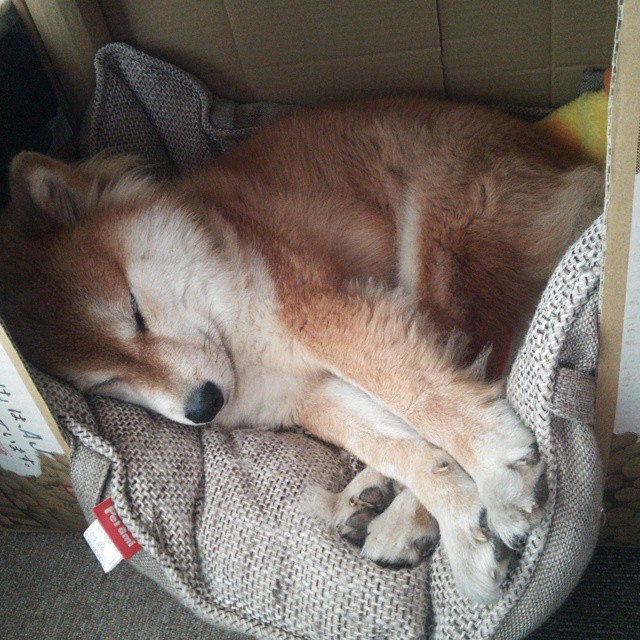 Jiuyou-跳水队技术动作成熟度与稳定性同步提升，跳水技术动作术语