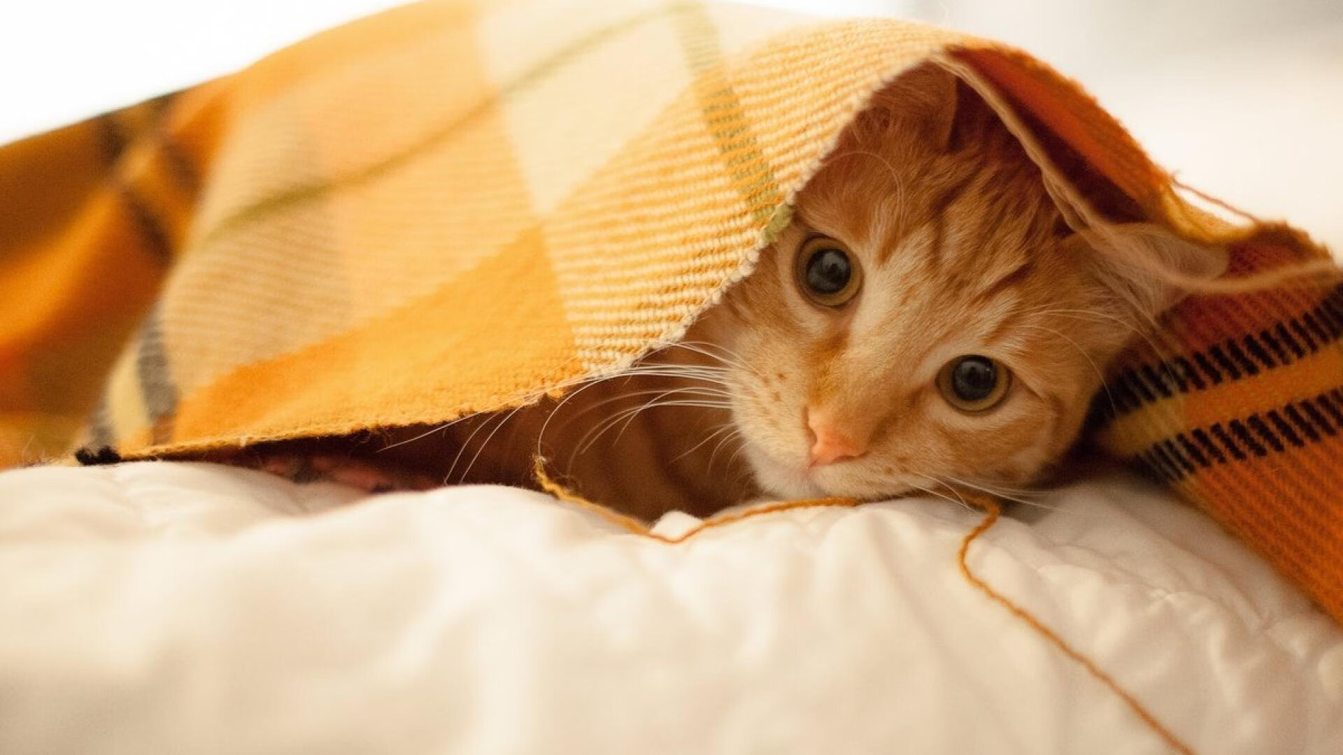 青年国家队参赛表现亮眼展现中国篮球未来希望，国家青年队男篮名单